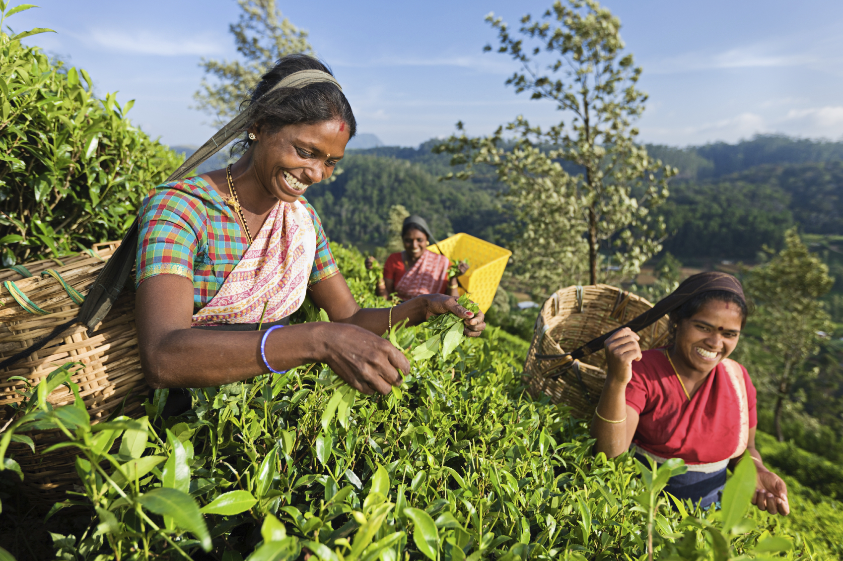 Tamil pickers collecting tea leaves on plantation